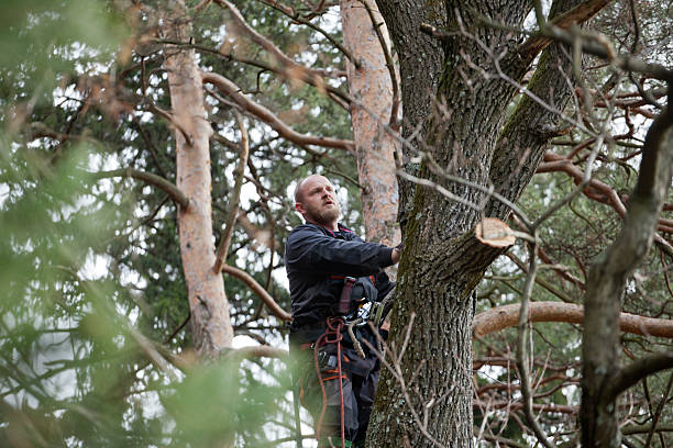 Best Palm Tree Trimming  in Maroa, IL